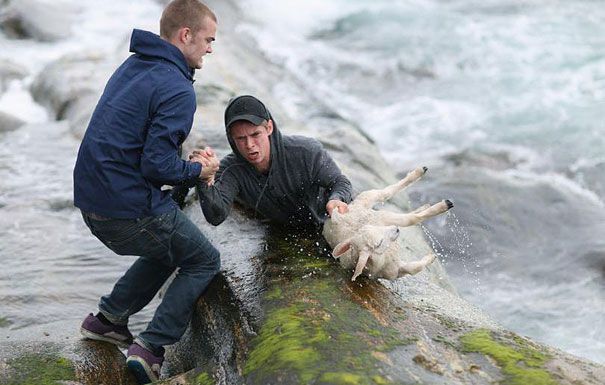 saving-a-sheep